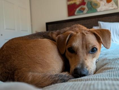 Hamilton, Adoptable, Adult Male Mixed Breed & Mixed Breed.