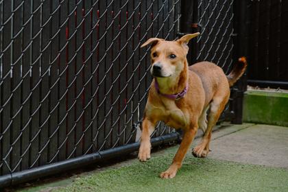Enlarge Hamilton, a Adoptable mixed breed in Bellevue, WA image 3/3