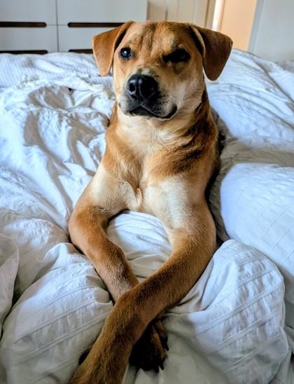 Enlarge Hamilton, a Adoptable mixed breed in Bellevue, WA image 2/3