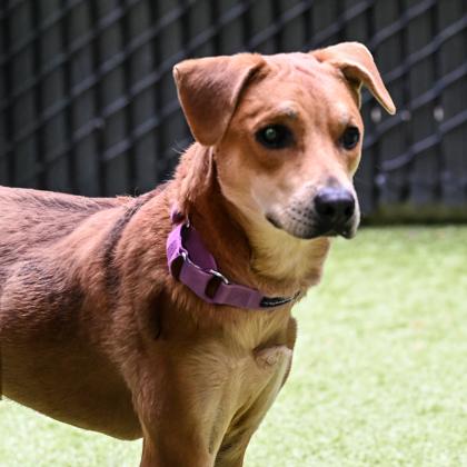 Hamilton, a Adoptable mixed breed in Bellevue, WA image 3/3
