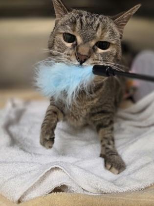 Cuddles, Adoptable, Senior Female Domestic Short Hair & Domestic Short Hair.