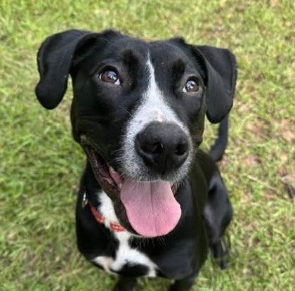 Mable, a ADOPTABLE mixed breed in Cumming, GA image 1/6