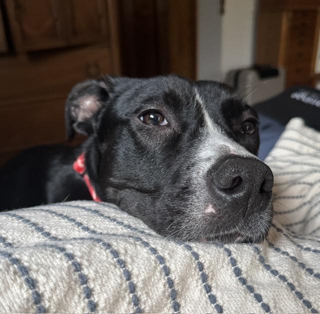 Mable, a ADOPTABLE mixed breed in Cumming, GA image 4/6