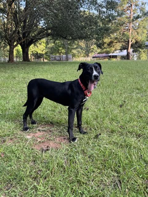 Mable, a ADOPTABLE mixed breed in Cumming, GA image 6/6