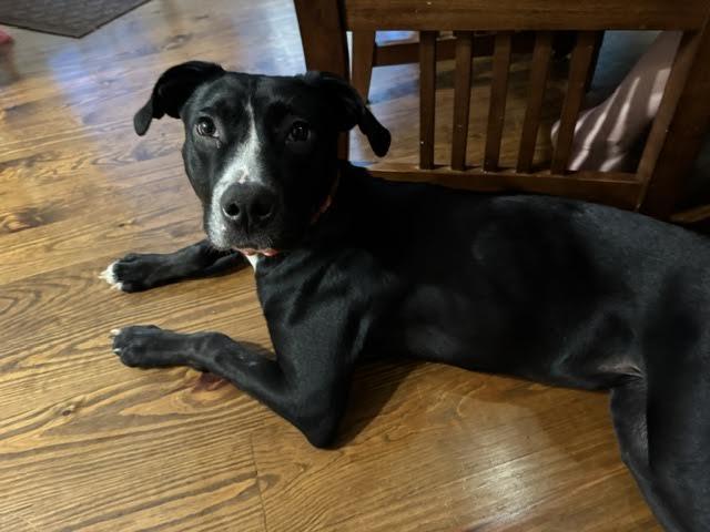Mable, a ADOPTABLE mixed breed in Cumming, GA image 3/6