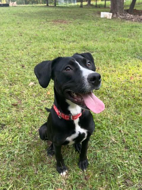 Mable, a ADOPTABLE mixed breed in Cumming, GA image 2/6