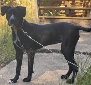 Enlarge Mable, a Adoptable mixed breed in Cumming, GA image 5/6