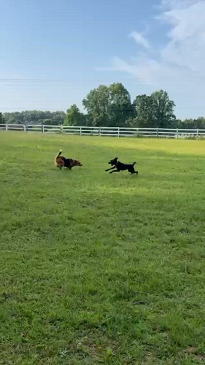 Enlarge Mable, a ADOPTABLE mixed breed in Cumming, GA video 5/6