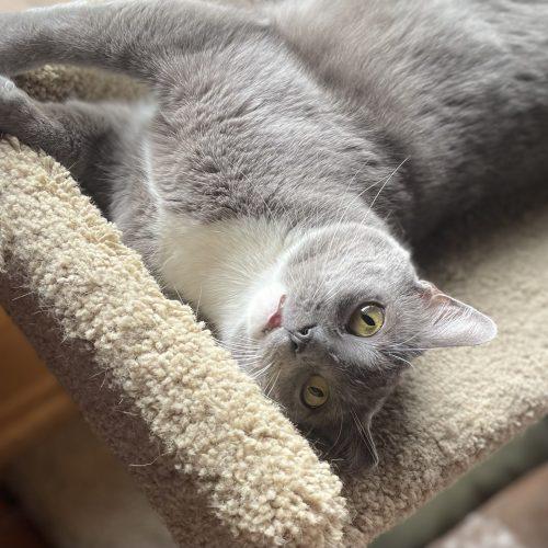 Grey Cat, Adoptable, Young Female Russian Blue & Domestic Short Hair.
