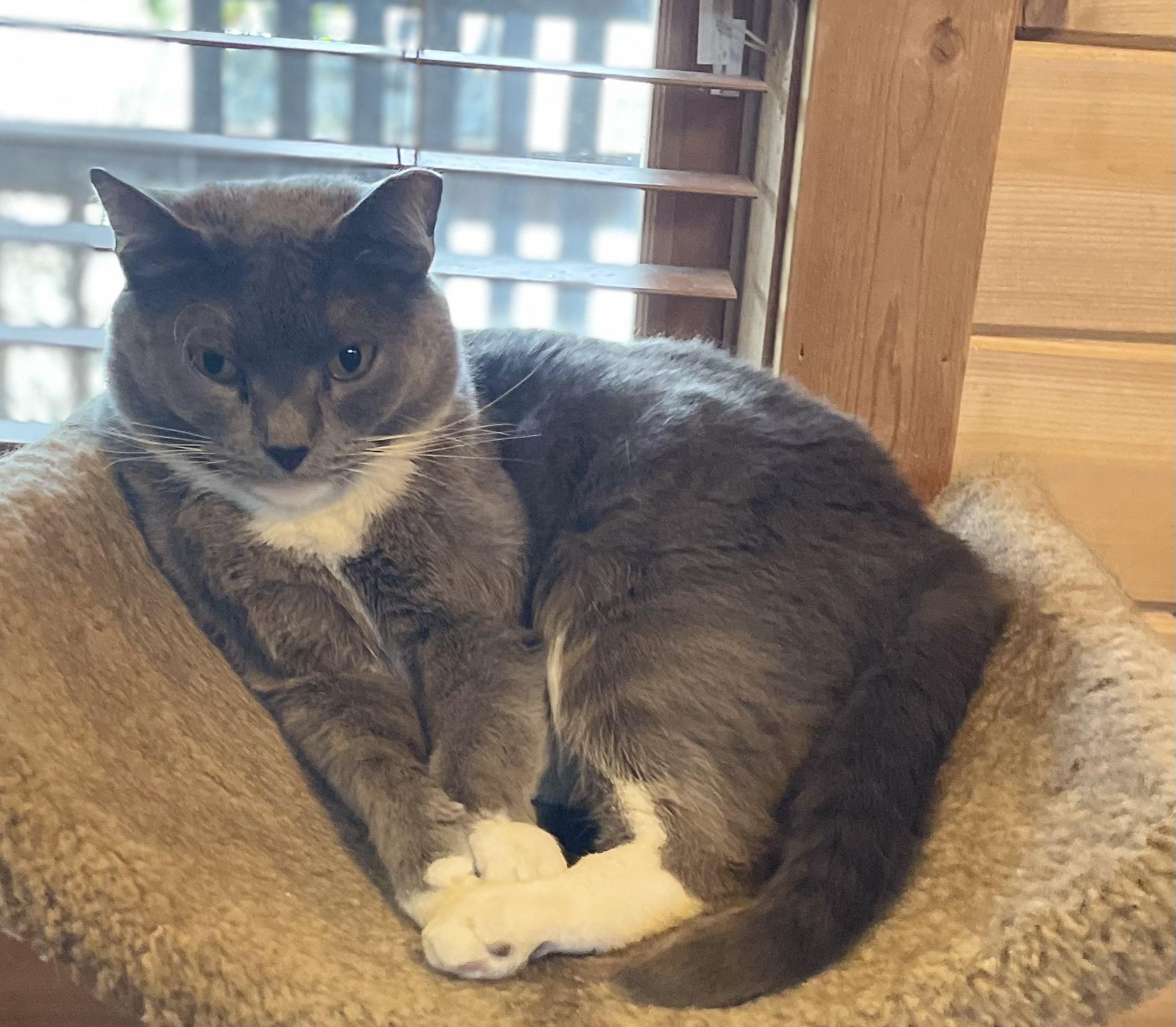 Grey Cat, Adoptable, Young Female Russian Blue & Domestic Short Hair.