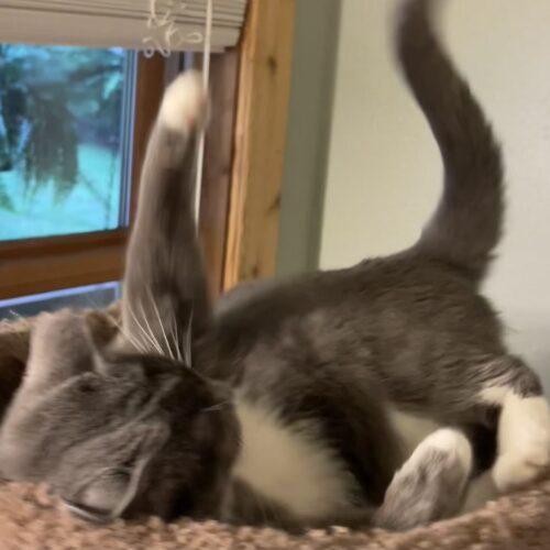 Enlarge Grey Cat, a Adoptable mixed breed in Knoxville, TN image 2/5