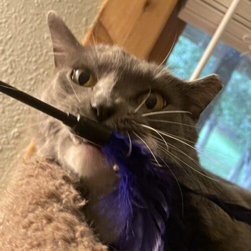 Enlarge Grey Cat, a Adoptable mixed breed in Knoxville, TN image 3/5