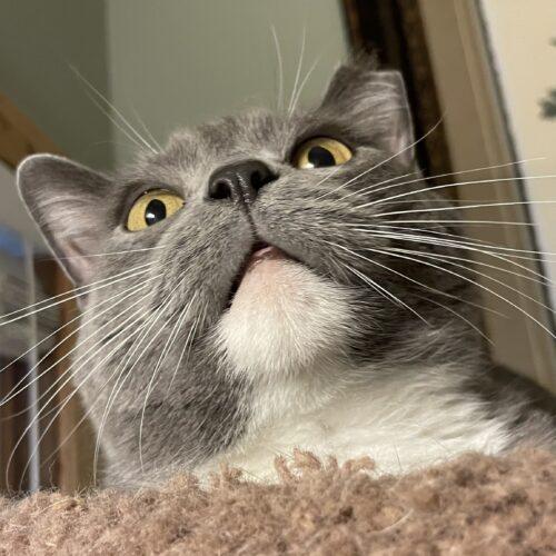 Enlarge Grey Cat, a Adoptable mixed breed in Knoxville, TN image 5/5