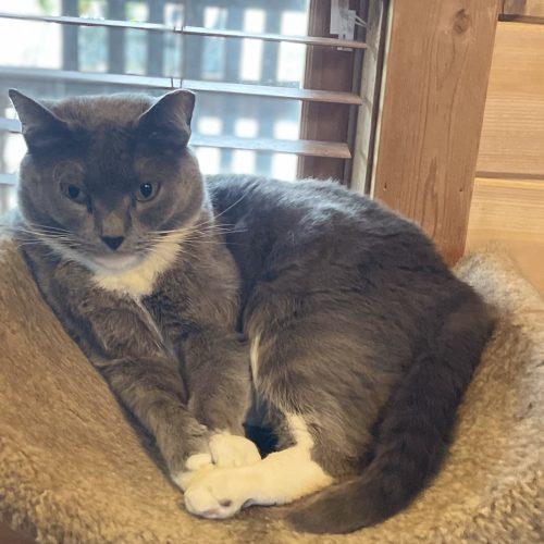 Grey Cat, a Adoptable mixed breed in Knoxville, TN image 6/6