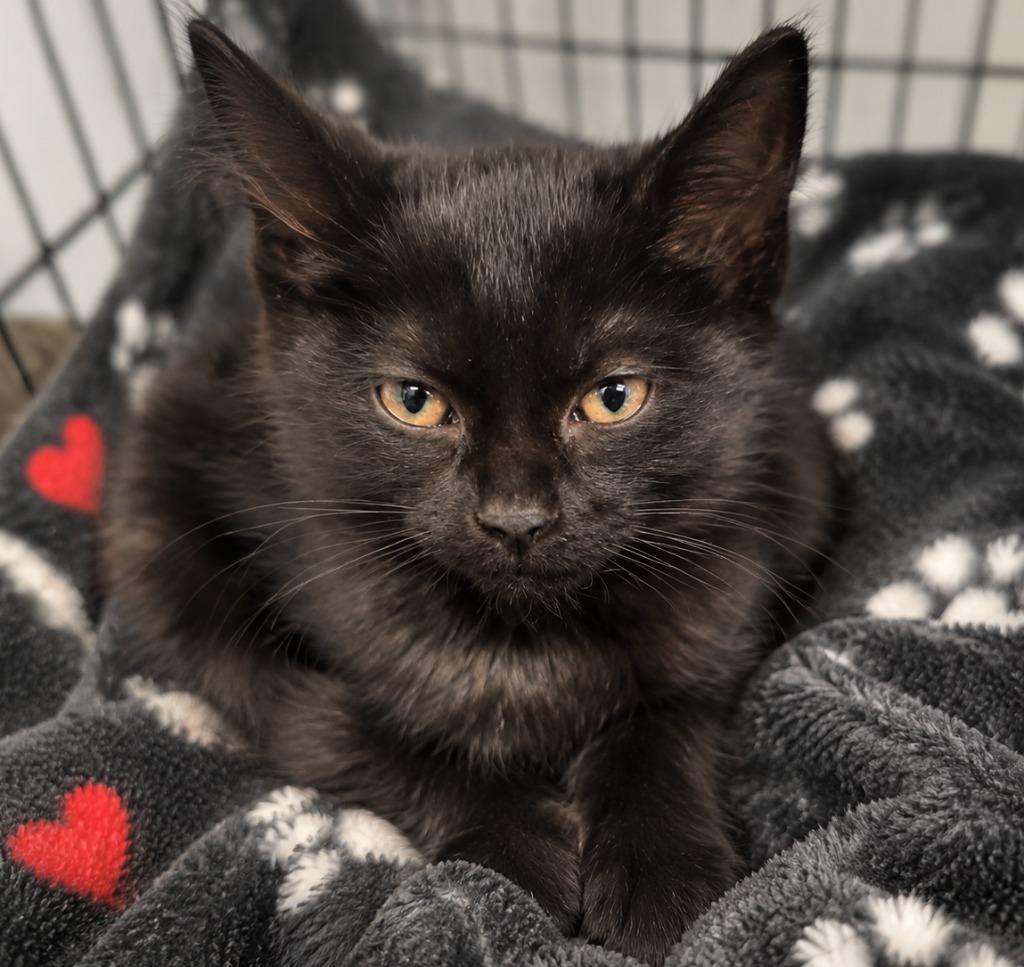 Enlarge Bee, a Adopted mixed breed in Warren, MI image 1/1