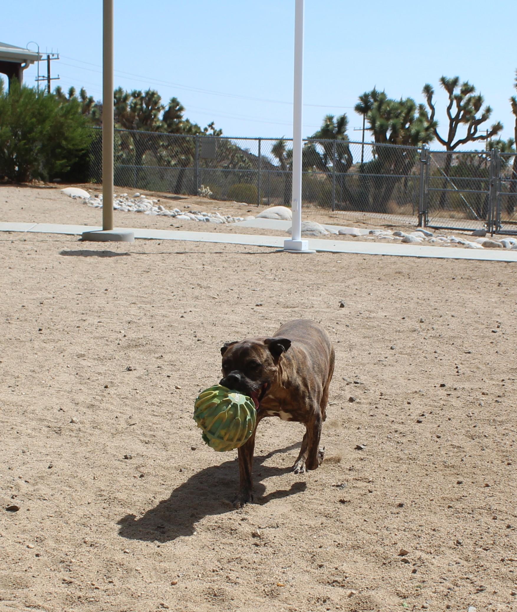 Enlarge Mellow, a Adoptable mixed breed in Yucca Valley, CA image 3/6