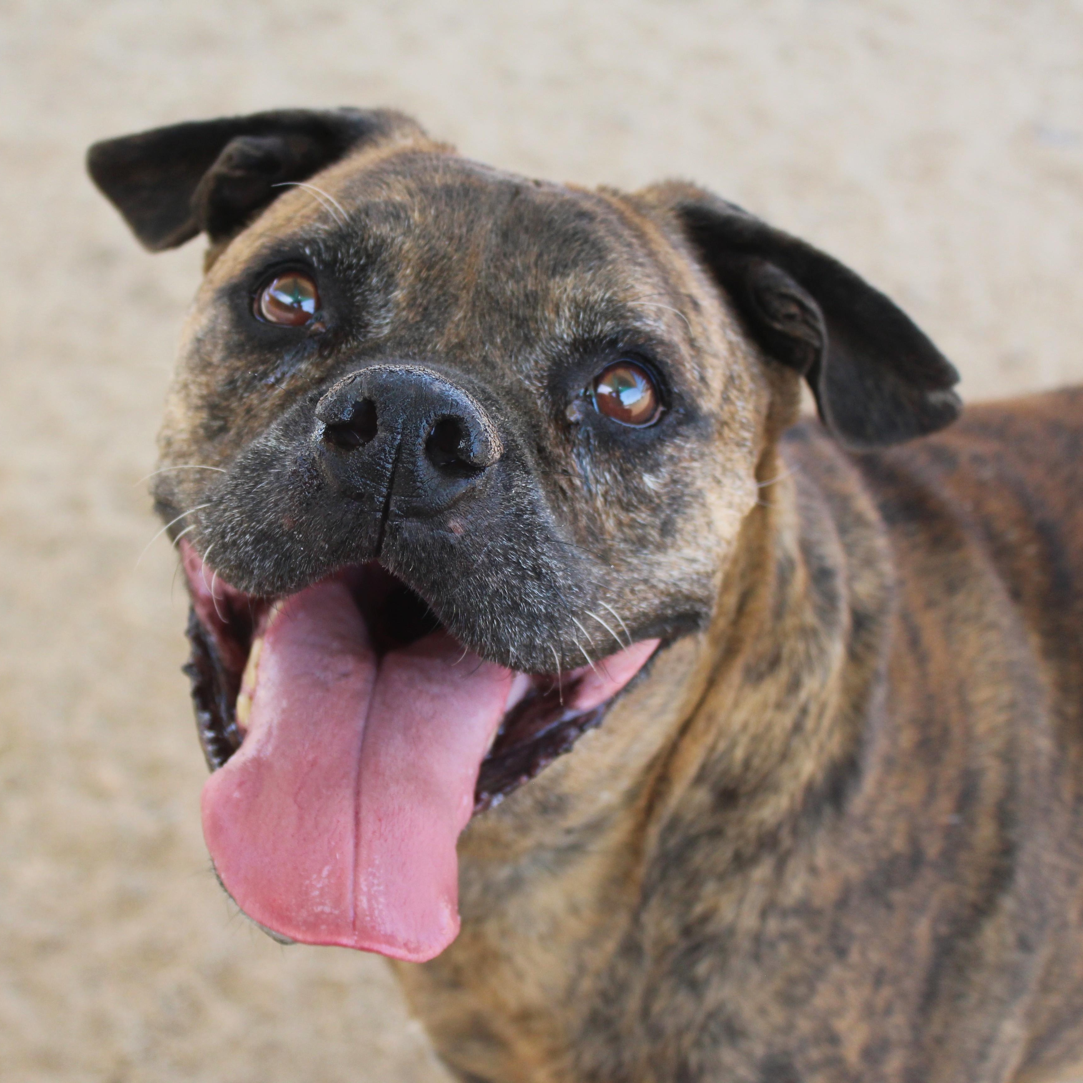 Enlarge Mellow, a Adoptable mixed breed in Yucca Valley, CA image 1/6