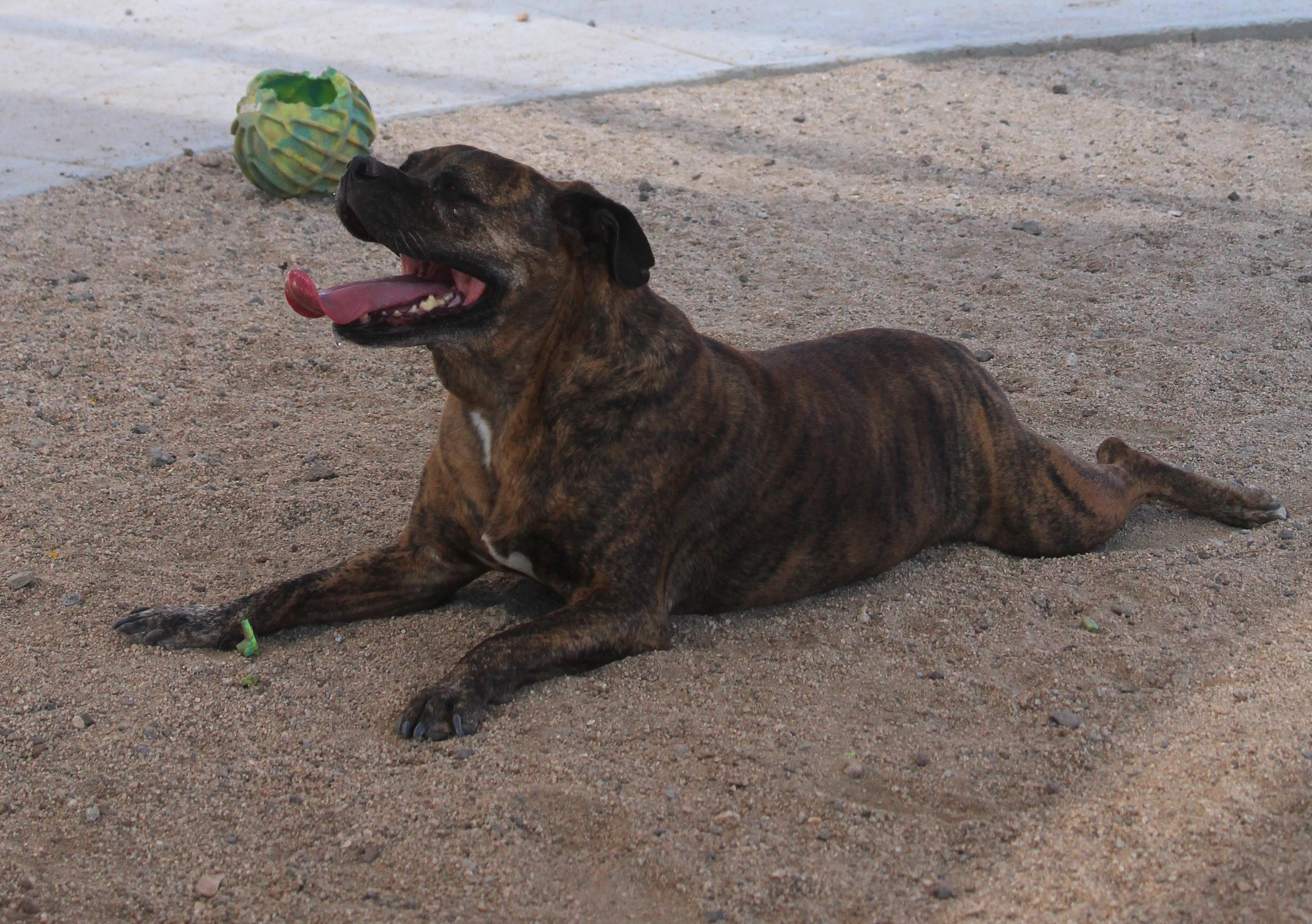 Enlarge Mellow, a Adoptable mixed breed in Yucca Valley, CA image 4/6
