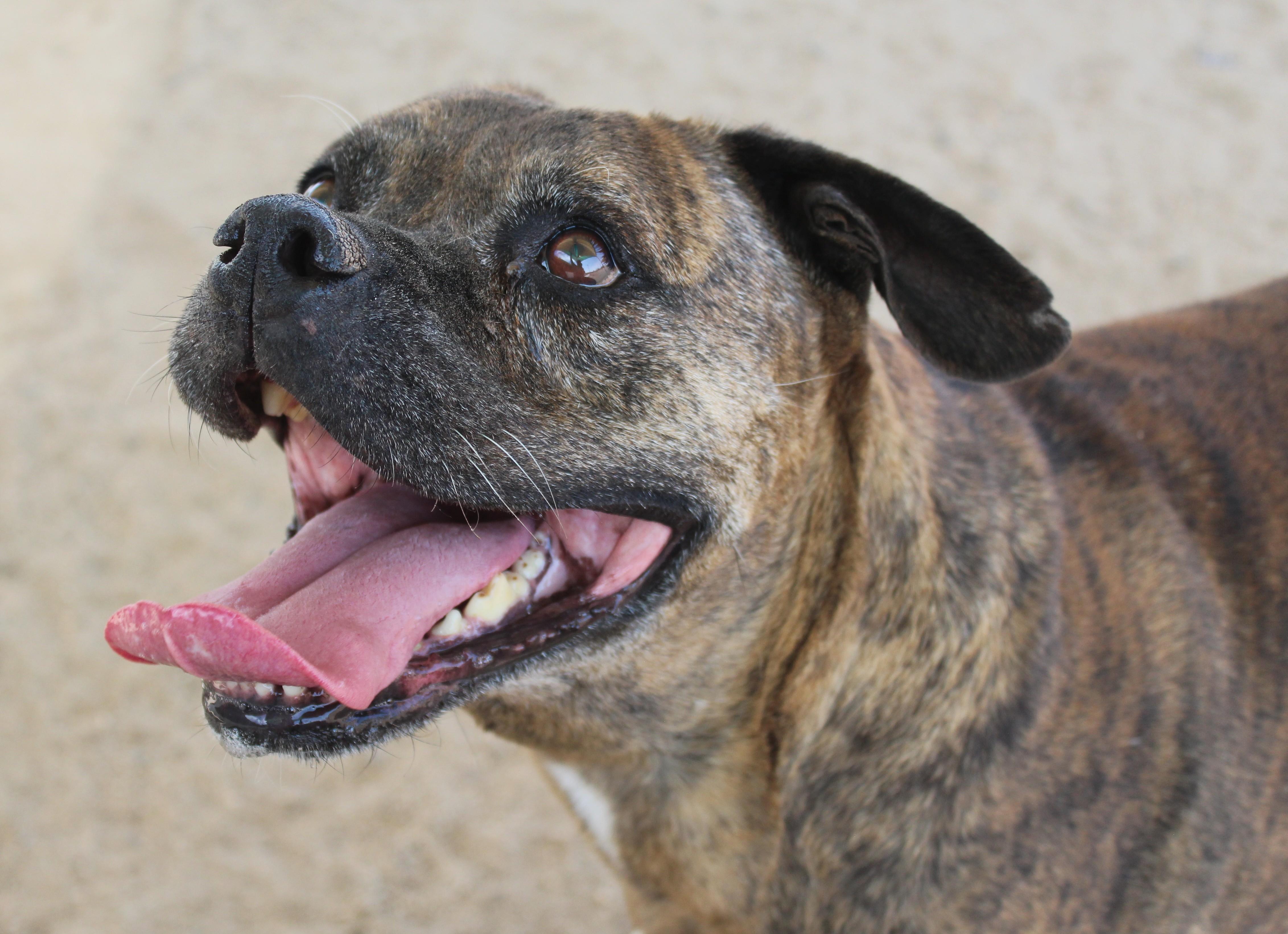 Enlarge Mellow, a Adoptable mixed breed in Yucca Valley, CA image 6/6