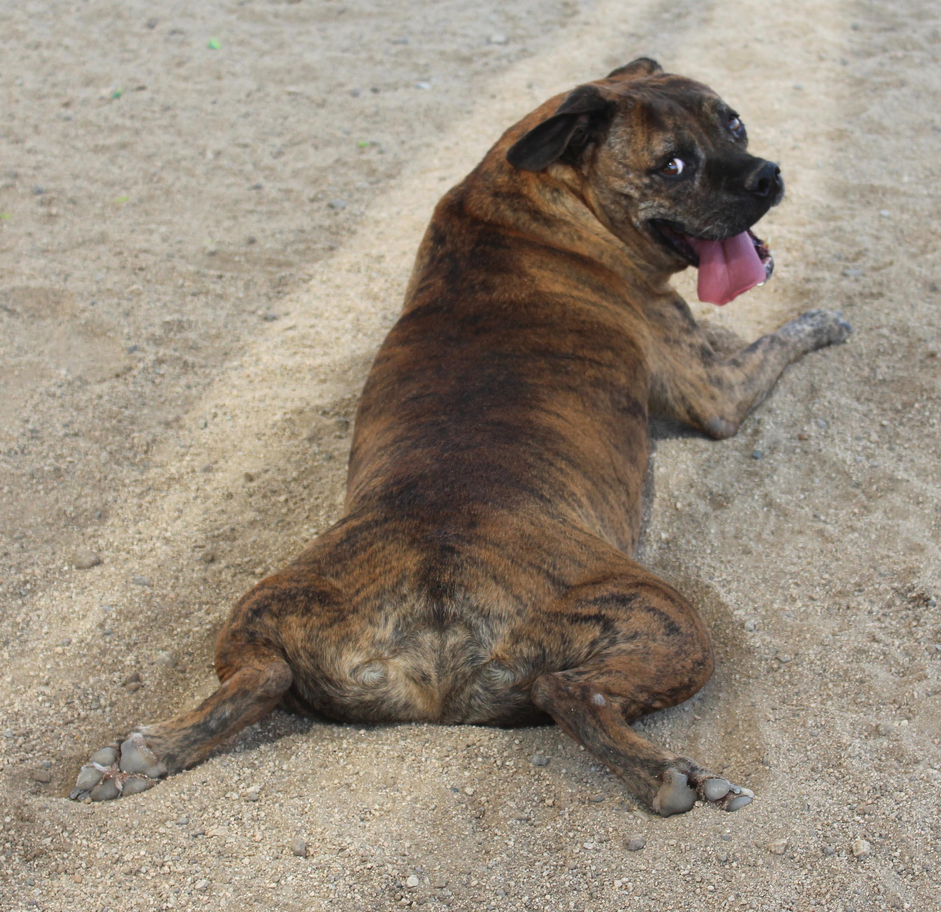 Enlarge Mellow, a Adoptable mixed breed in Yucca Valley, CA image 2/6