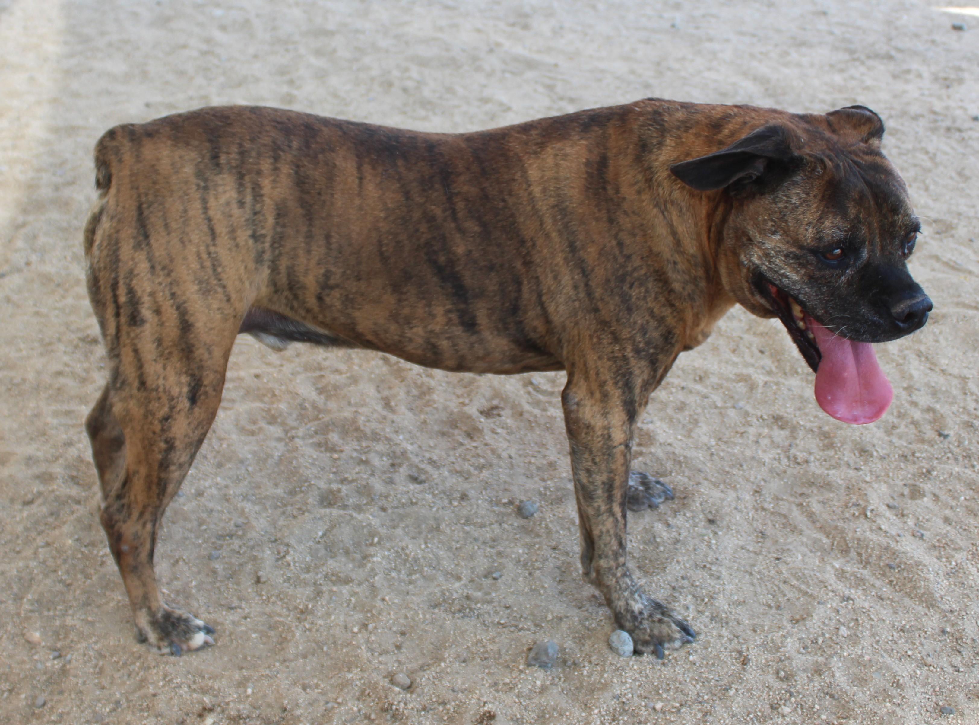 Enlarge Mellow, a Adoptable mixed breed in Yucca Valley, CA image 5/6