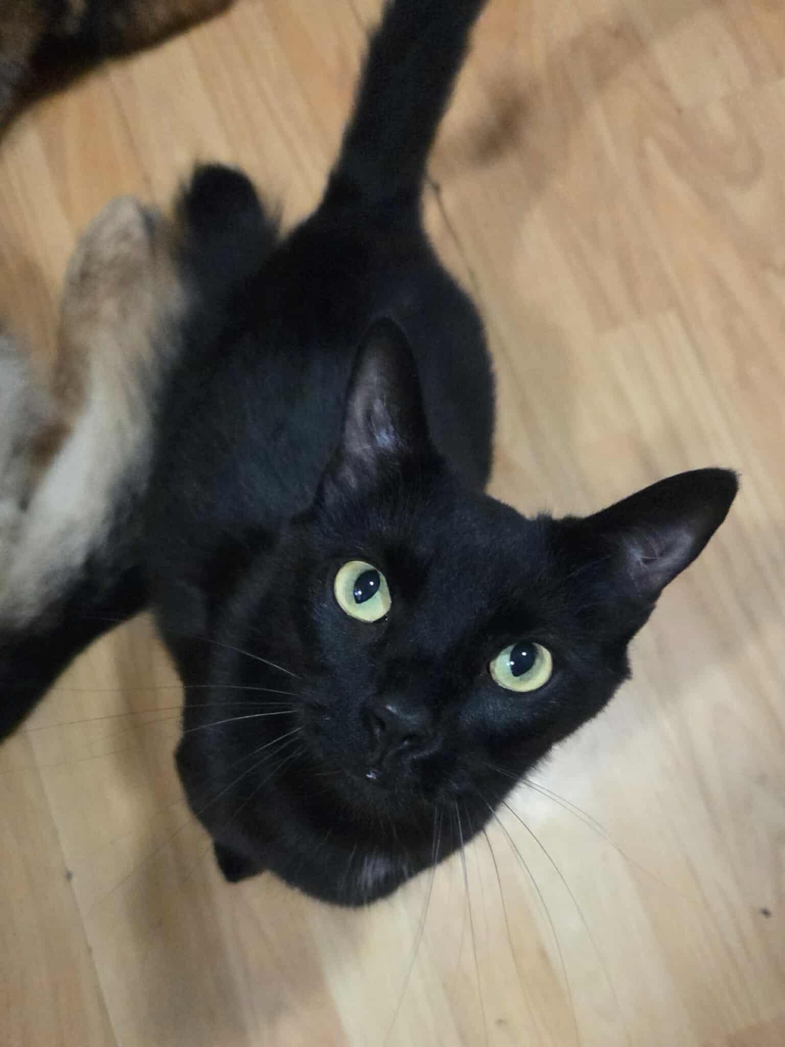 Enlarge Larry, a Adoptable Domestic Short Hair in Clymer, PA image 1/6