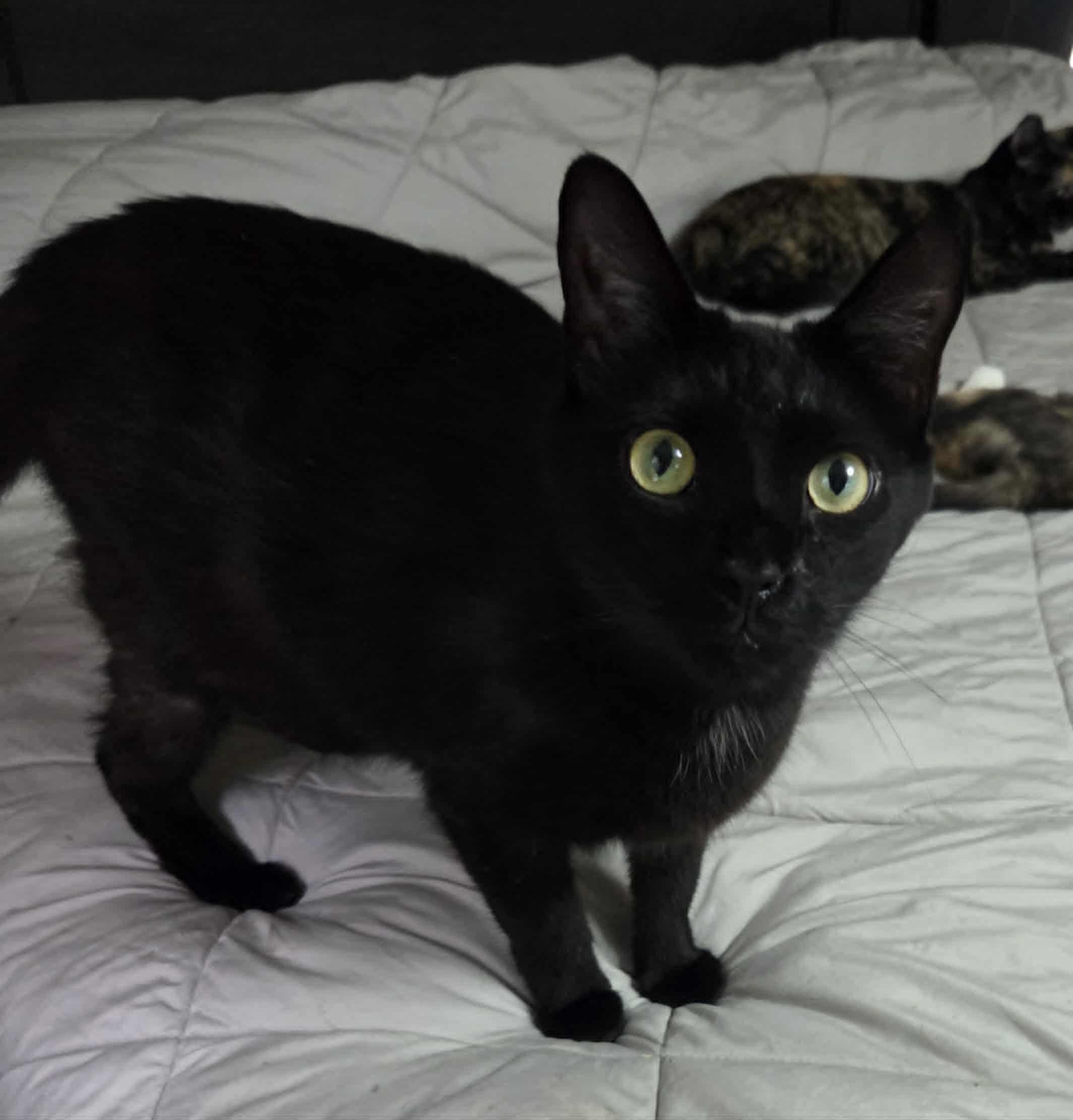 Enlarge Larry, a Adoptable Domestic Short Hair in Clymer, PA image 3/6