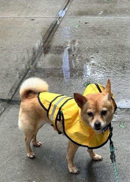 Enlarge Munch, a ADOPTABLE Chihuahua in Bayport, NY image 1/1