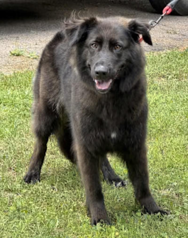 Sparkle - COURTESY POST, a ADOPTABLE mixed breed in Bancroft, ON image 2/3