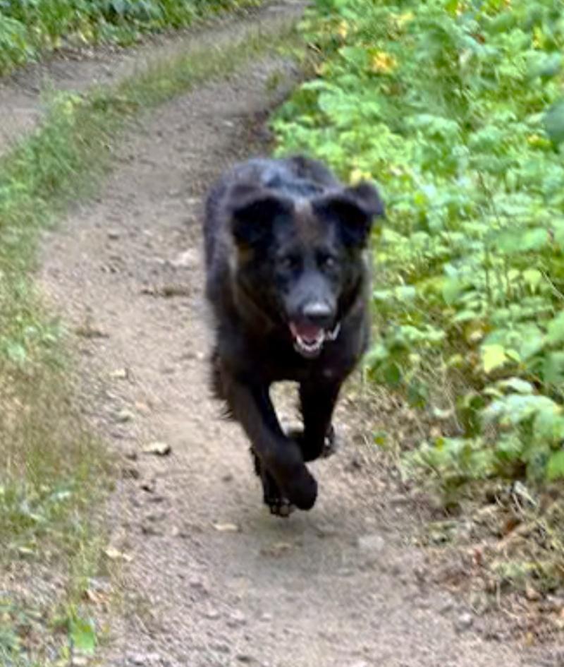 Sparkle - COURTESY POST, a ADOPTABLE mixed breed in Bancroft, ON image 3/3