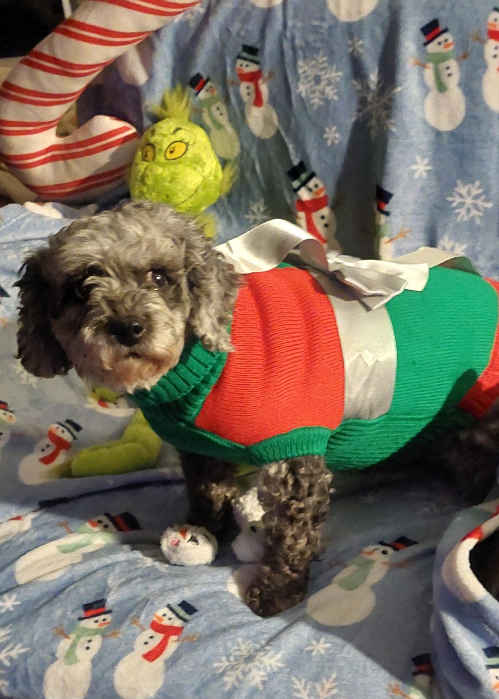 Enlarge Sally, a ADOPTABLE Cavapoo in Conesus, NY image 4/5