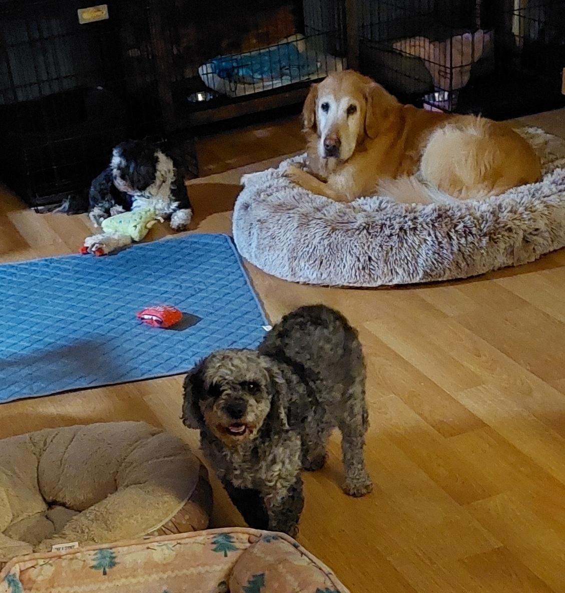 Enlarge Sally, a ADOPTABLE Cavapoo in Conesus, NY image 5/5