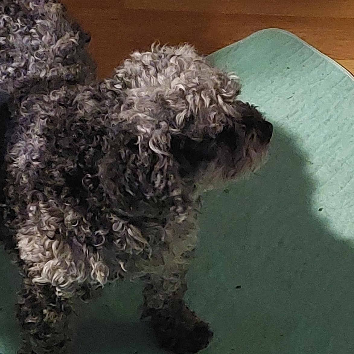 Enlarge Sally, a ADOPTABLE Cavapoo in Conesus, NY image 3/5