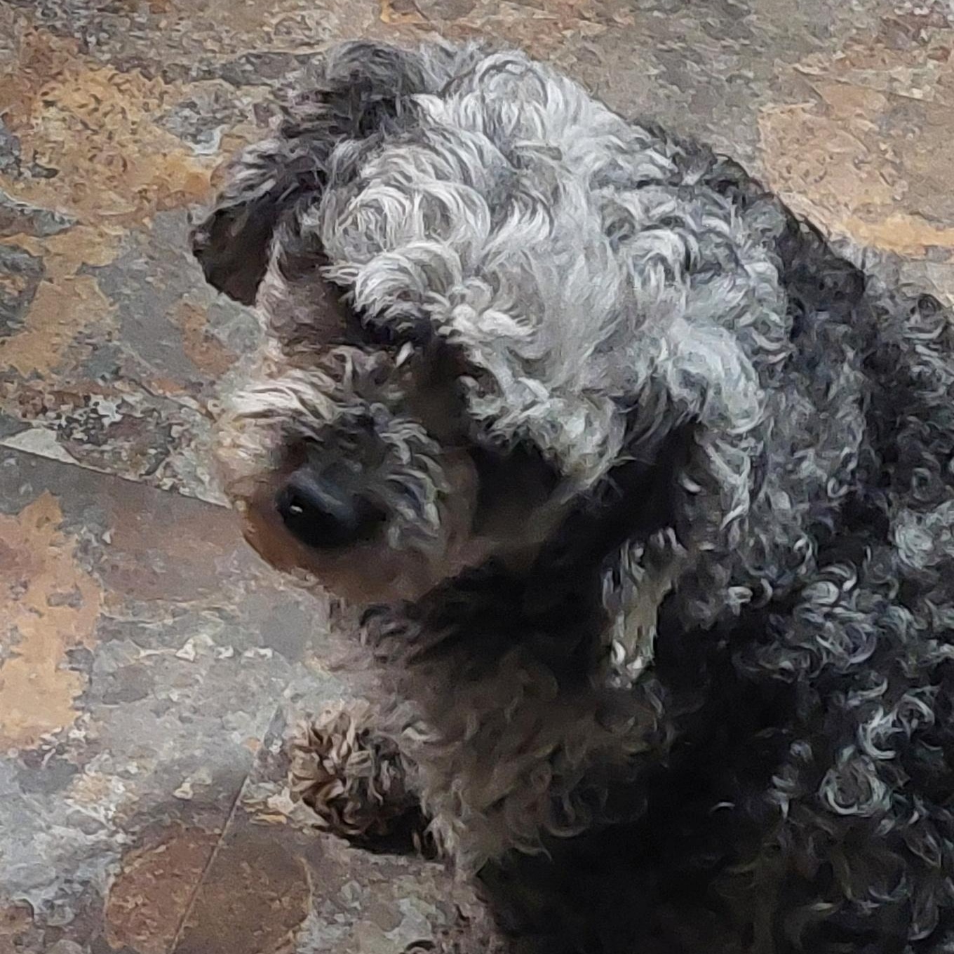 Sally, ADOPTABLE, Adult Female Cavapoo.