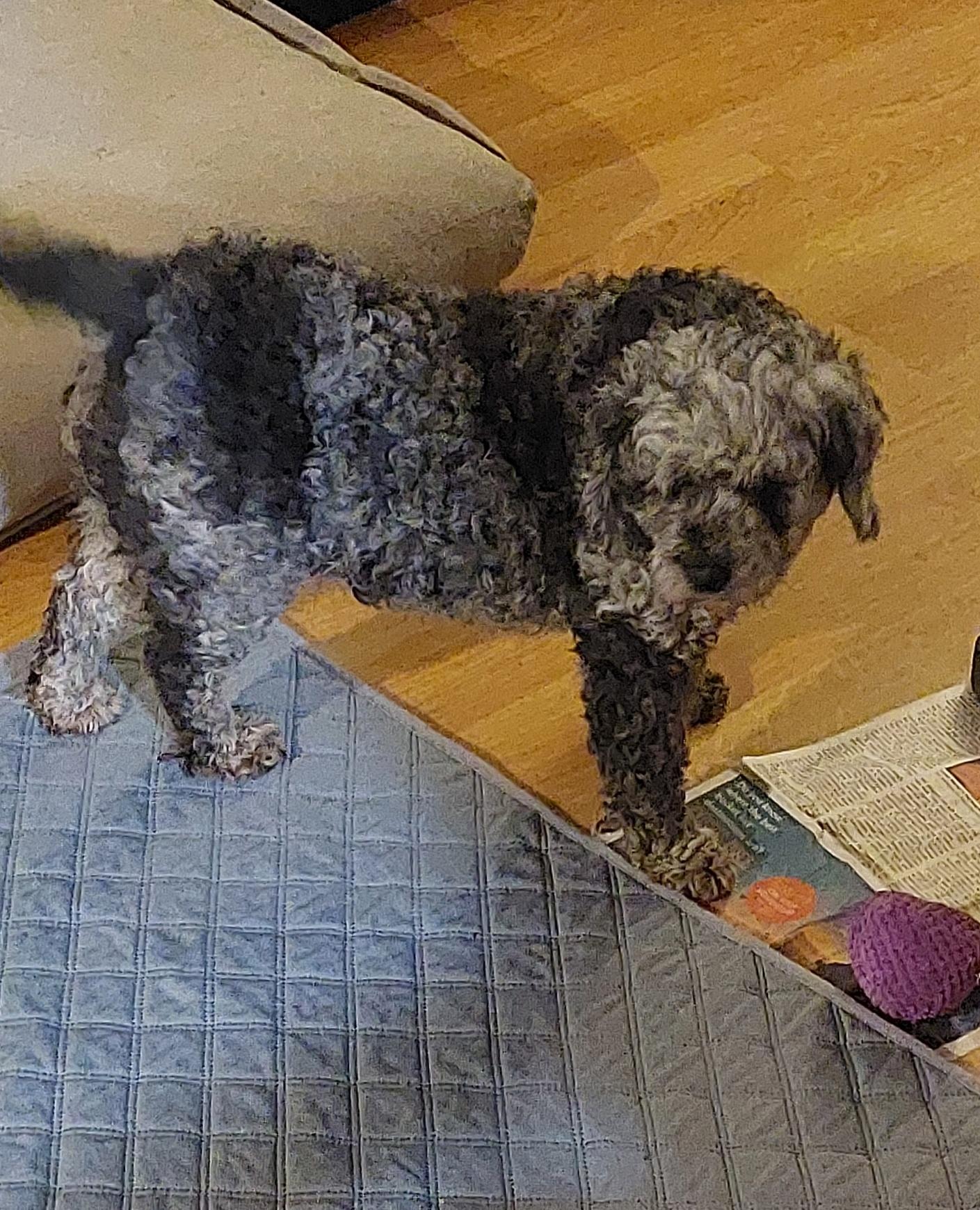 Enlarge Sally, a ADOPTABLE Cavapoo in Conesus, NY image 2/5