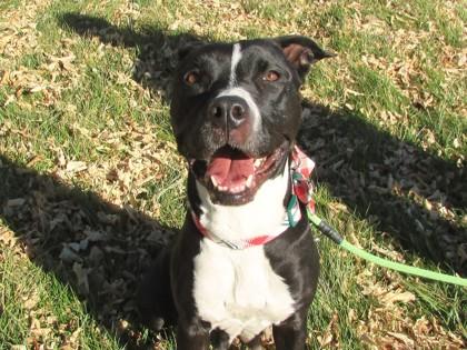 Enlarge Midnight, a Adoptable mixed breed in Boulder, CO image 1/3