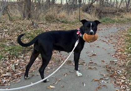 Enlarge Midnight, a Adoptable mixed breed in Boulder, CO image 1/3
