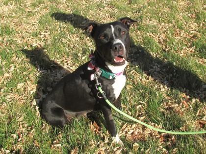 Enlarge Midnight, a Adoptable mixed breed in Boulder, CO image 3/3