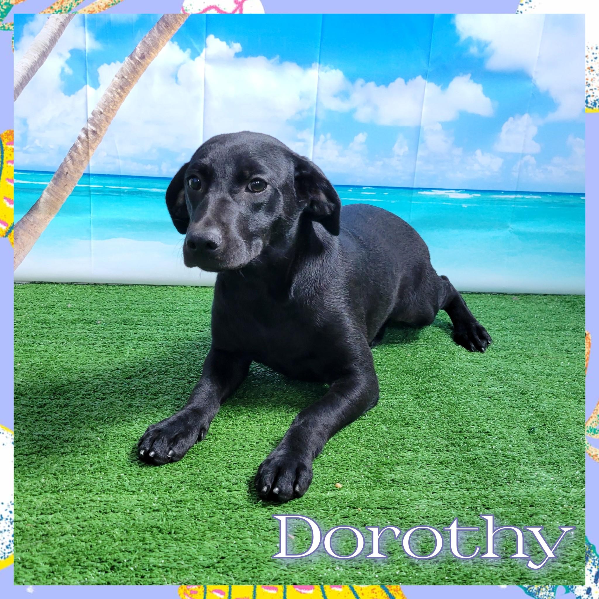 Enlarge Dorothy, a Adoptable mixed breed in Daingerfield, TX image 1/2