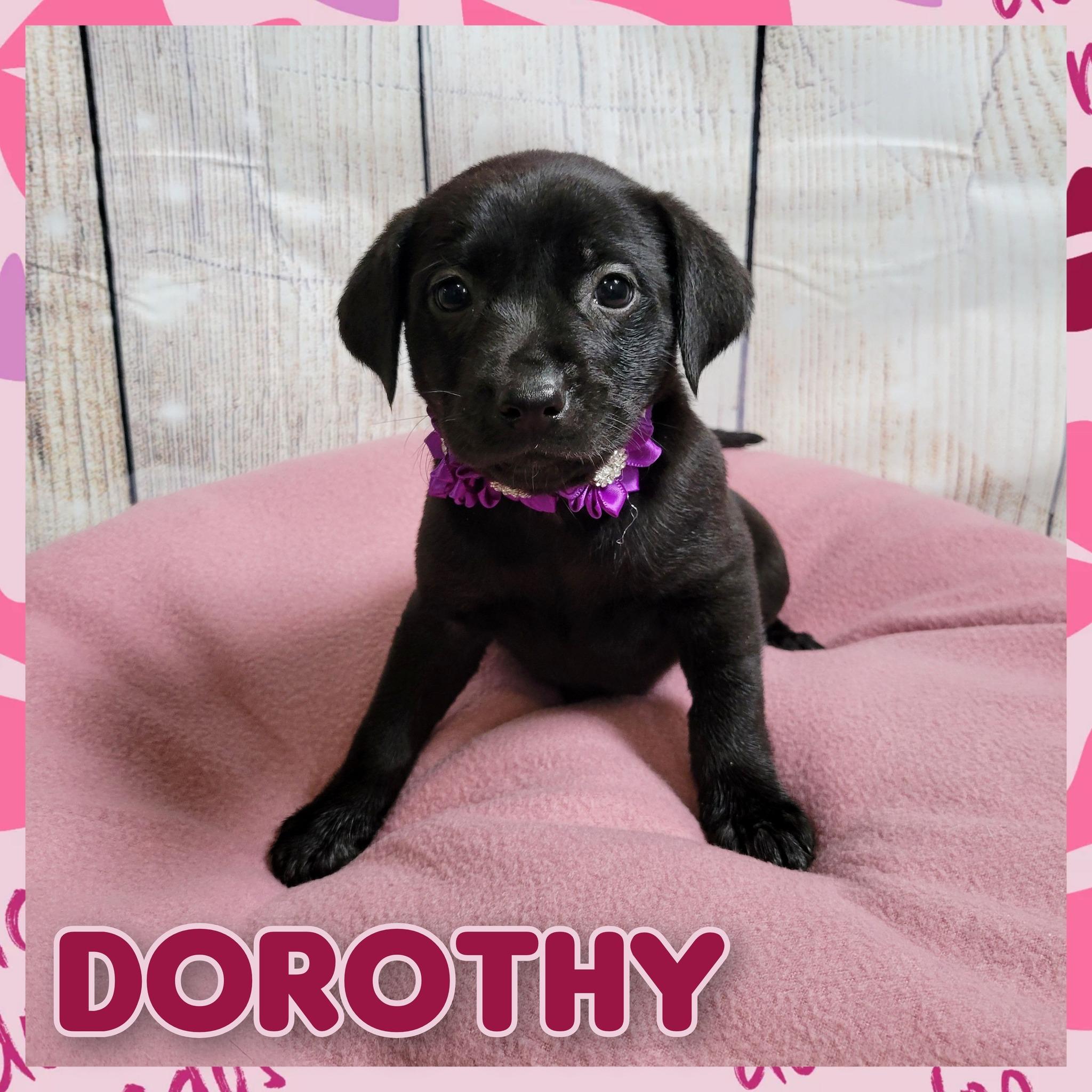 Enlarge Dorothy, a Adoptable mixed breed in Daingerfield, TX image 2/2