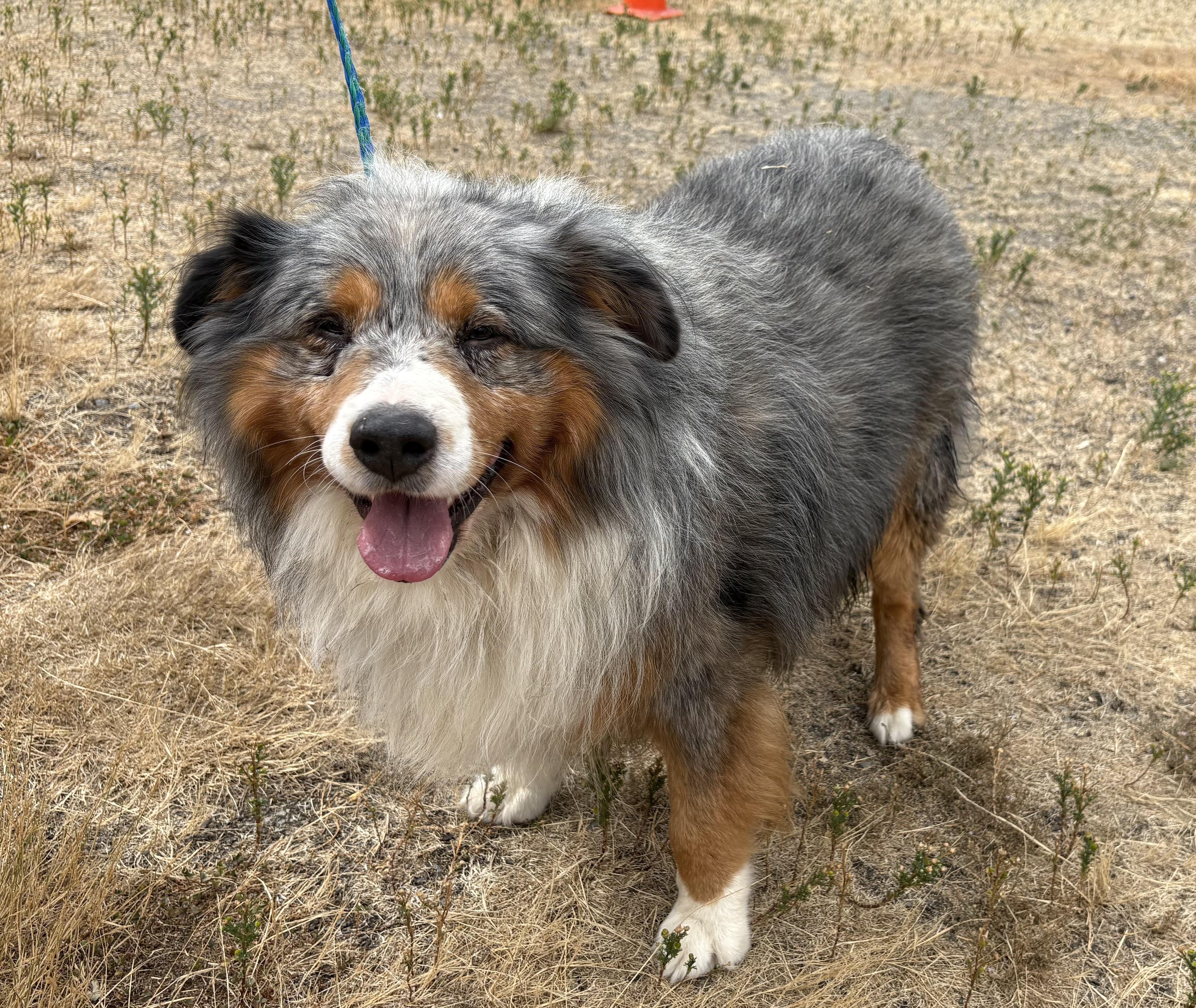 Booly, ADOPTABLE, Senior Male Australian Shepherd.