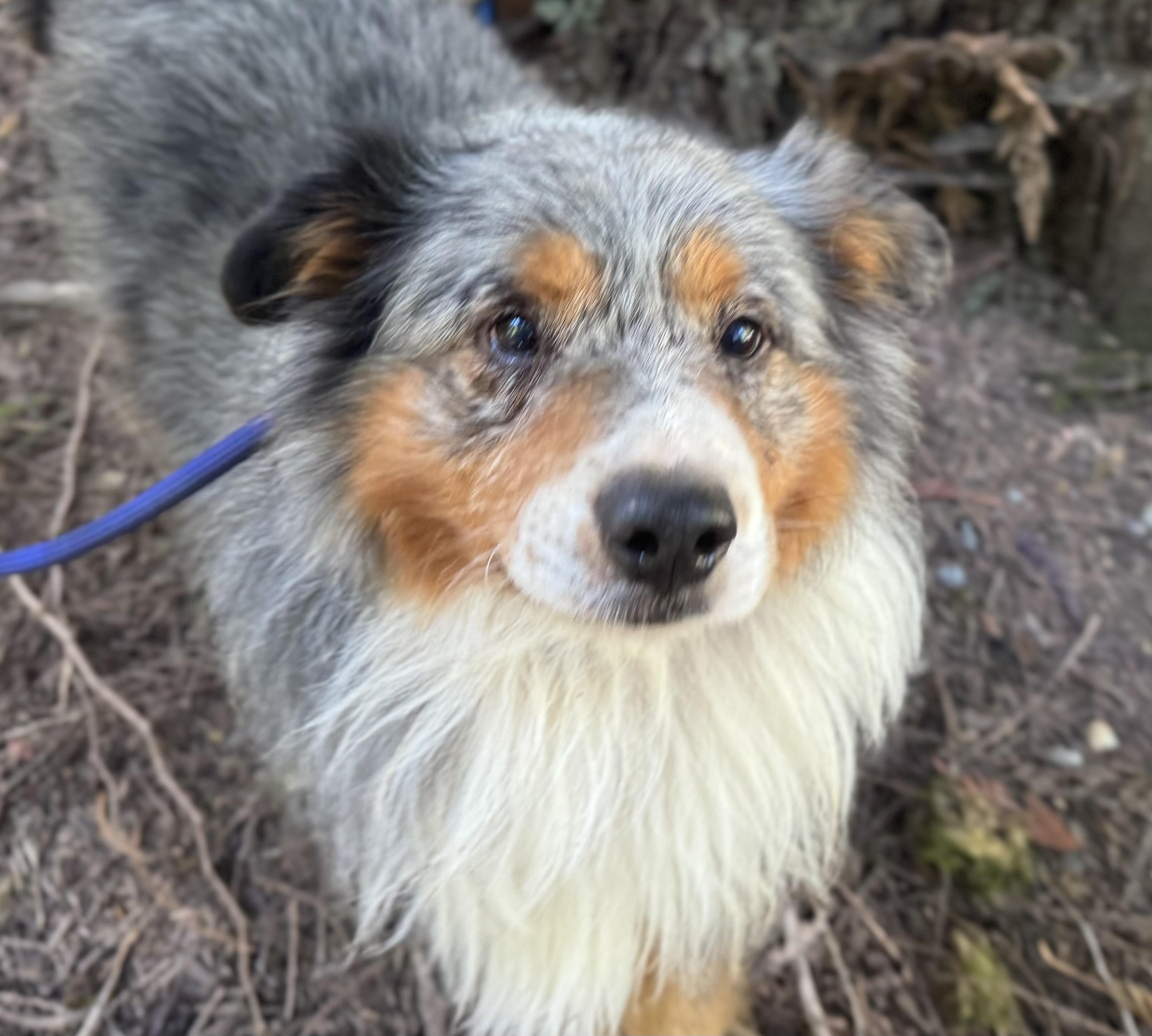 Booly, a ADOPTABLE Australian Shepherd in Silvana, WA image 4/4