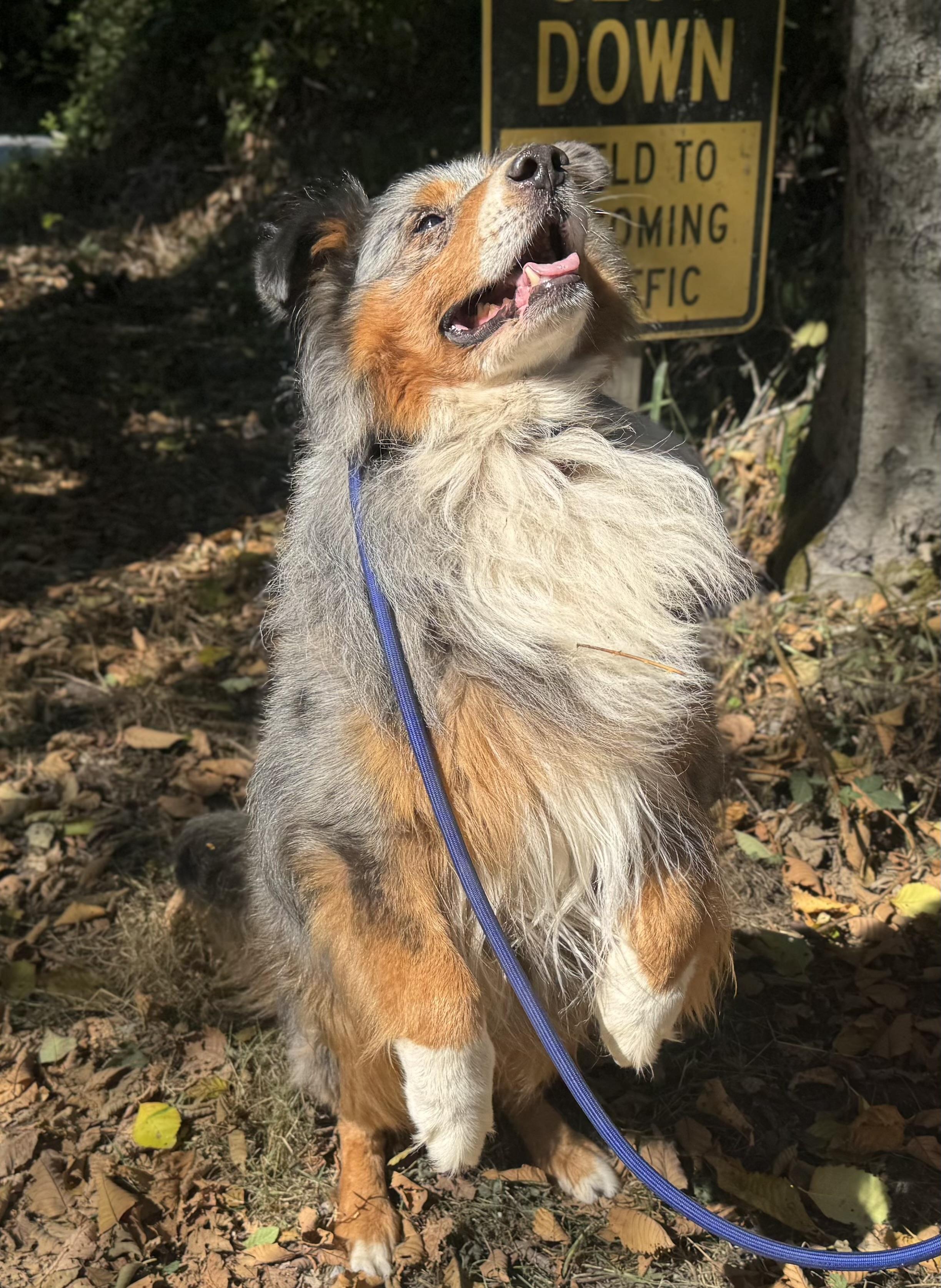 Booly, a ADOPTABLE Australian Shepherd in Silvana, WA image 3/4