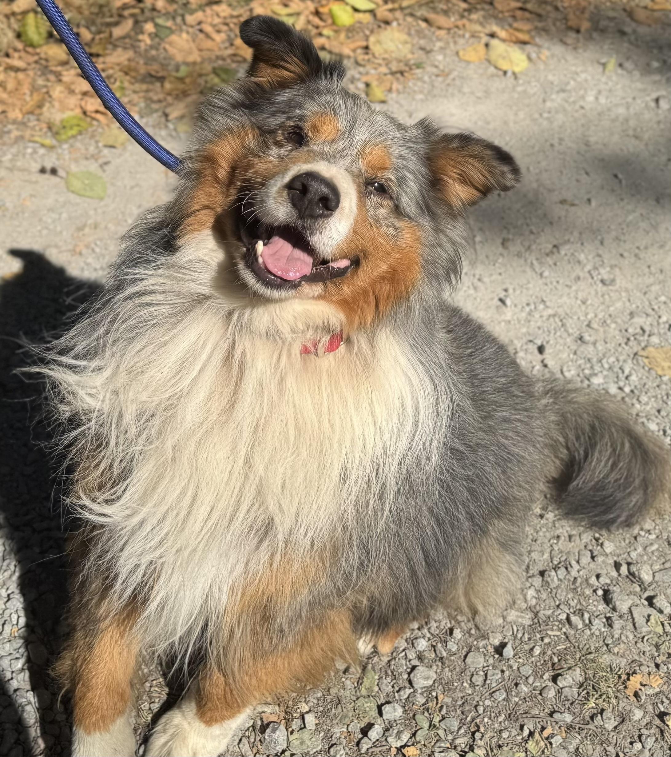 Booly, a ADOPTABLE Australian Shepherd in Silvana, WA image 1/4
