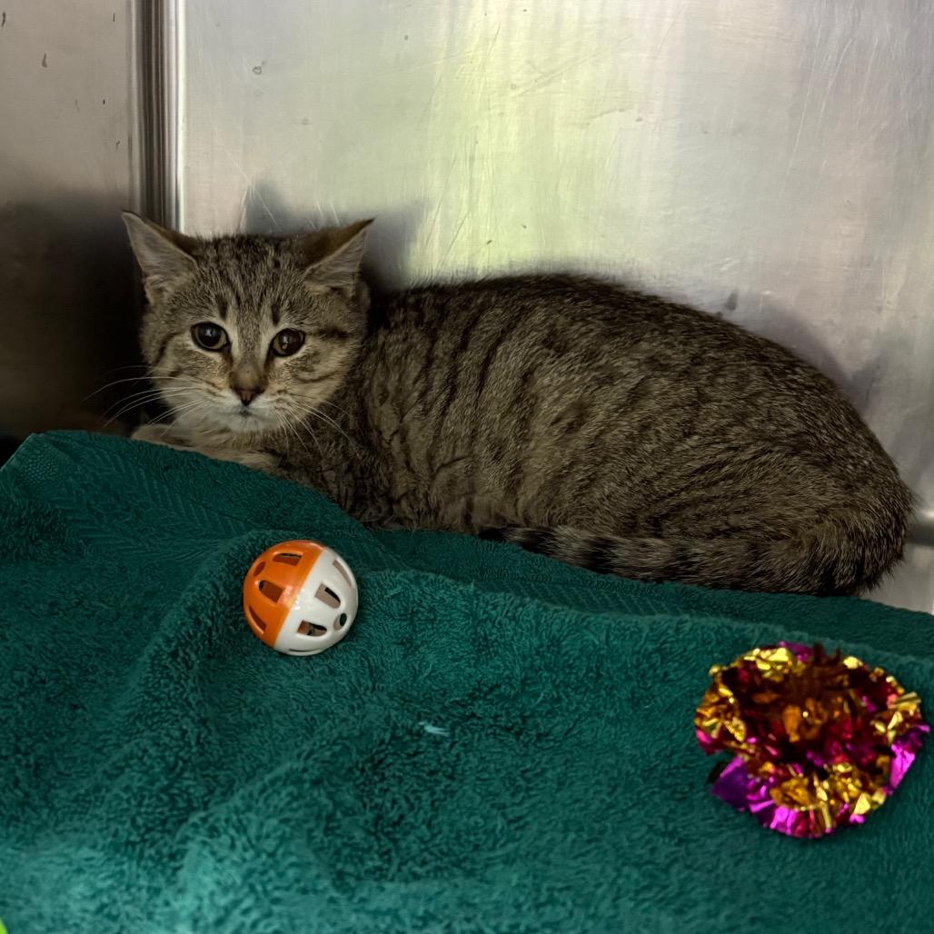 Timon, ADOPTABLE, Young Male Domestic Short Hair.