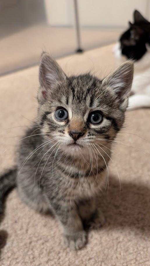 Spruce, Adoptable, Kitten Female Domestic Short Hair.