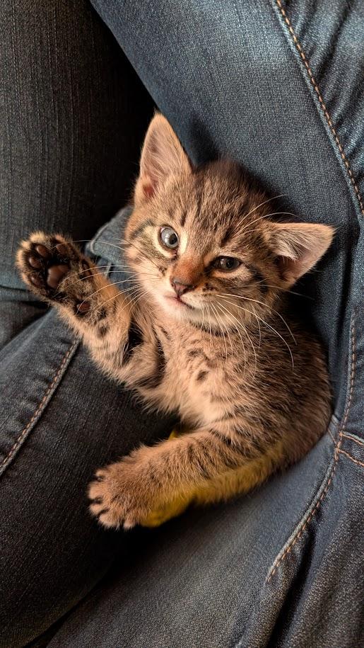 Spruce, a Adoptable Domestic Short Hair in Bordentown, NJ image 2/4