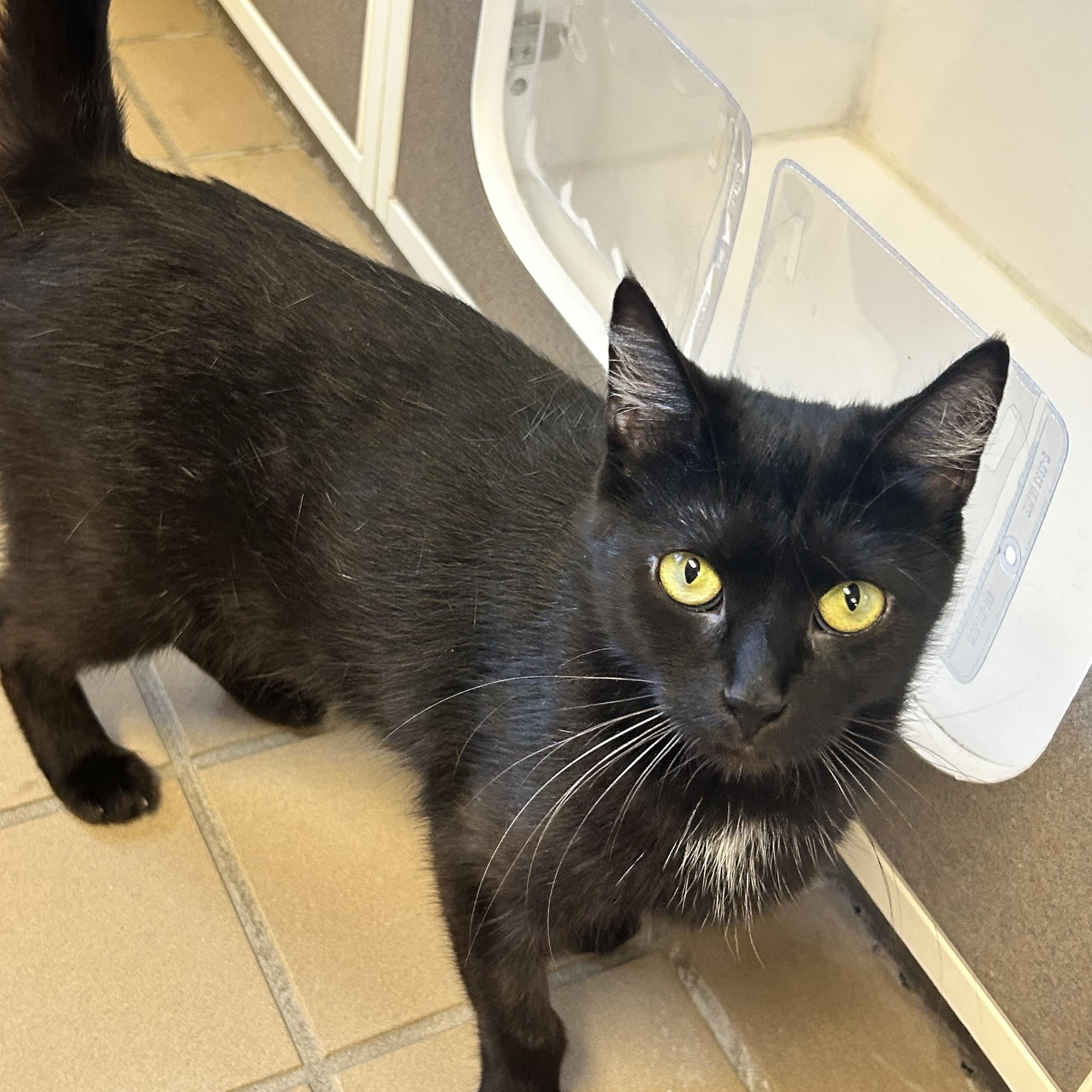 Enlarge Fable, a Adopted Domestic Short Hair in Norwich, NY image 1/1