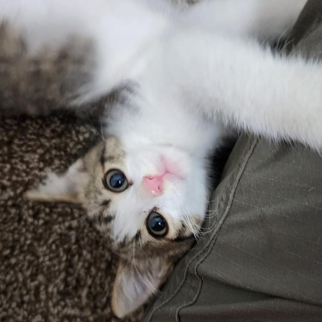 Enlarge Judah, a Adoptable Domestic Short Hair in Poplar Bluff, MO image 1/6