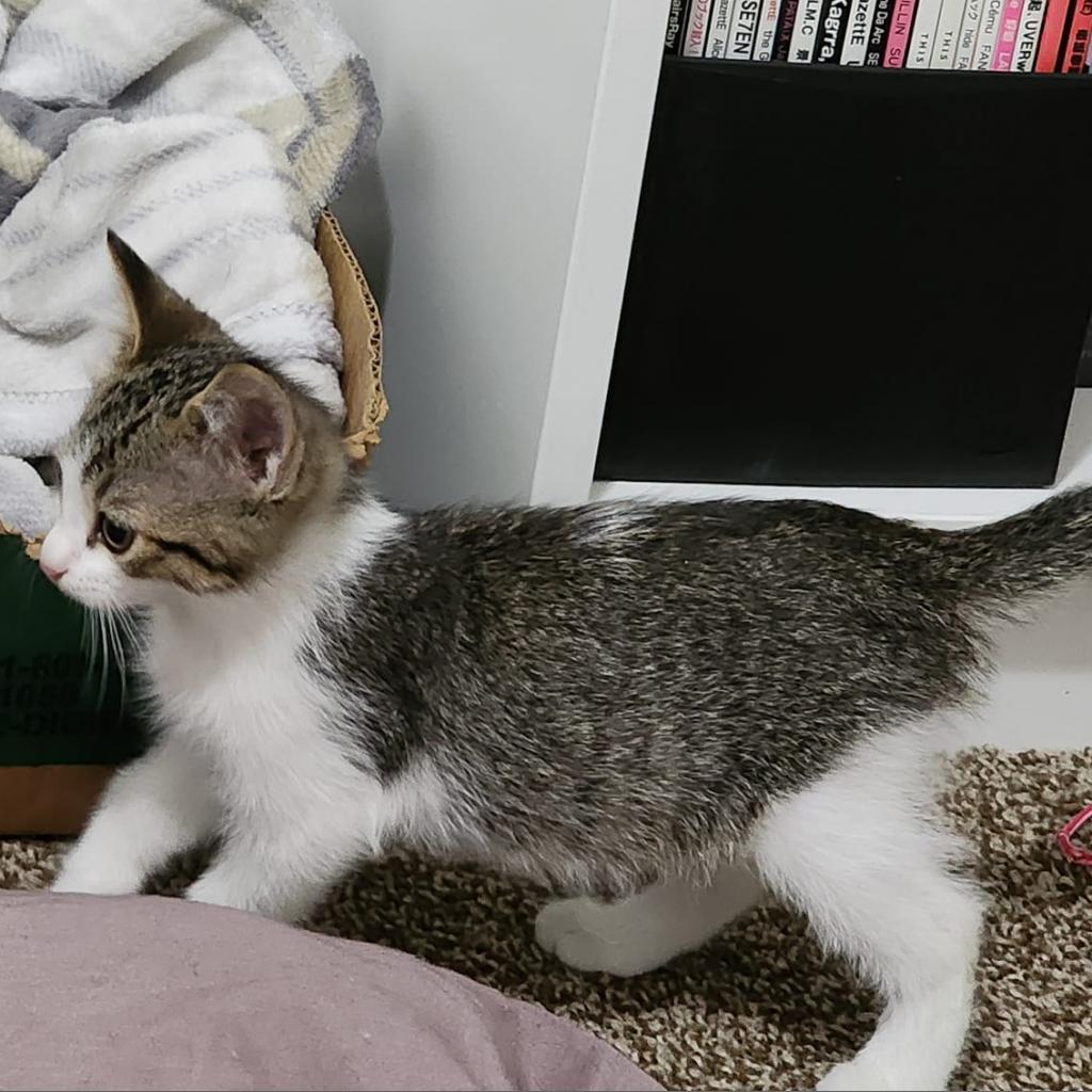 Enlarge Judah, a Adoptable Domestic Short Hair in Poplar Bluff, MO image 2/6